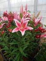 [5307 Paradero No02.JPG]